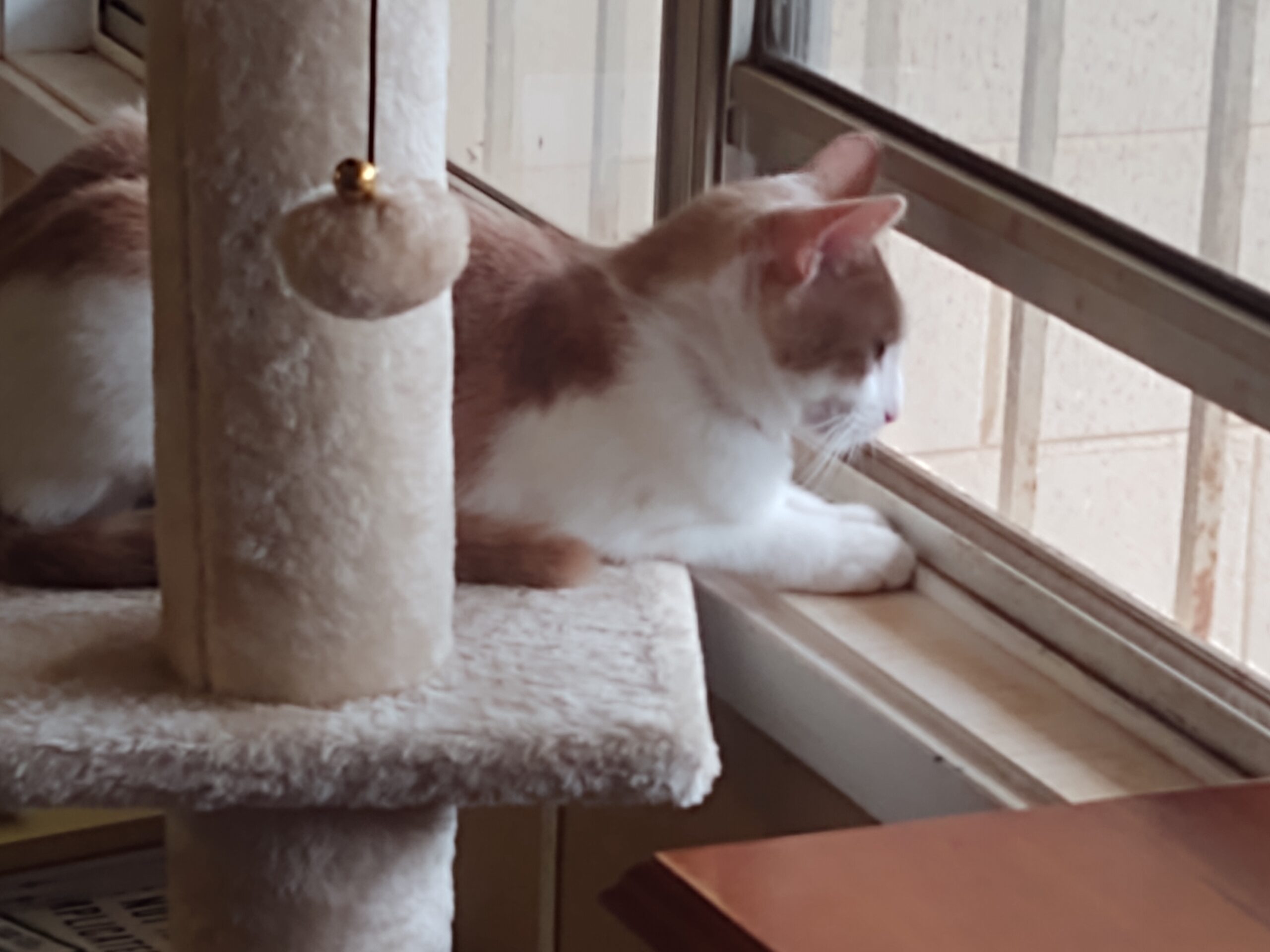 My baby girl watching the birds and outdoor cats through the window.