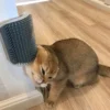 Cat Brush Corner 3