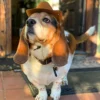 Dog Cowboy Hat 2