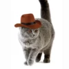 Dog Cowboy Hat 3